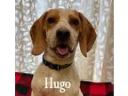 Adopt Hugo a Tan/Yellow/Fawn - with White Beagle / Mixed dog in Warren