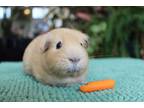 Adopt Claire a Cream Guinea Pig (short coat) small animal in Philadelphia