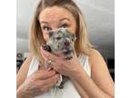 French Bulldog Puppy for sale in Woodland, ME, USA