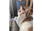 Adopt Lucy a Orange or Red (Mostly) Domestic Shorthair (short coat) cat in