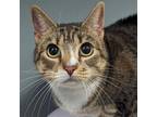 Adopt Tandy a Brown Tabby Domestic Shorthair / Mixed cat in Wilmington