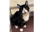 Adopt Samson a Black & White or Tuxedo Domestic Shorthair (short coat) cat in