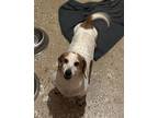 Adopt Greta a Red/Golden/Orange/Chestnut - with White Dachshund / Mixed dog in