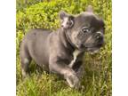 French Bulldog Puppy for sale in Siloam Springs, AR, USA