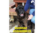 Adopt Gunnar- Stray a Black Mastiff / Mixed Breed (Medium) / Mixed (short coat)
