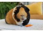 Adopt Amelia a Calico Guinea Pig (short coat) small animal in Philadelphia