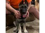 German Shepherd Dog Puppy for sale in Rolla, MO, USA