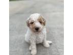 Mutt Puppy for sale in Angleton, TX, USA