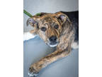 Adopt Fury a Brindle Mixed Breed (Medium) / Mixed dog in Greenwood