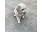 Mutt Puppy for sale in Angleton, TX, USA