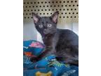 Adopt Rhysand a All Black Domestic Shorthair / Domestic Shorthair / Mixed cat in