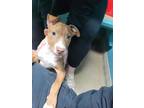 Adopt Remi a Brown/Chocolate American Pit Bull Terrier / Mixed Breed (Medium) /