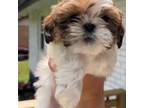 Shih Tzu Puppy for sale in Jonesboro, GA, USA