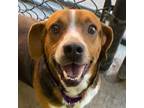 Adopt S'mores a Red/Golden/Orange/Chestnut Beagle / Mixed dog in Dallas