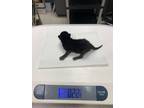 Adopt Kitten #4 a All Black Domestic Shorthair / Mixed Breed (Medium) / Mixed