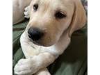 Labrador Retriever Puppy for sale in Moyock, NC, USA