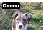 Adopt Cocoa a Gray/Blue/Silver/Salt & Pepper Mixed Breed (Small) / Mixed dog in