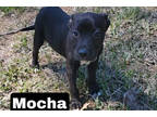 Adopt Mocha a Black Mixed Breed (Medium) / Mixed dog in Medfield, MA (41155513)