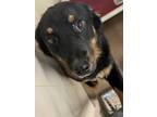 Adopt Rufus a Black Australian Shepherd / Mixed dog in Winfield, KS (41154683)