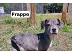 Adopt Frappe a Gray/Blue/Silver/Salt & Pepper Mixed Breed (Small) / Mixed dog in
