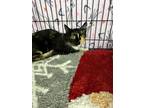 Adopt Lady a Domestic Shorthair / Mixed (short coat) cat in San Jose