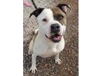 Adopt Patches a Brown/Chocolate American Pit Bull Terrier / Mixed dog in