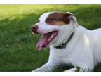 Adopt Sid a White - with Brown or Chocolate Terrier (Unknown Type