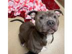 Adopt King(In Foster) a Gray/Blue/Silver/Salt & Pepper American Pit Bull Terrier