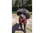 Adopt Sterling a Black Miniature Poodle / Mixed dog in Williamsburg