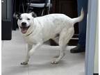 Adopt Turtle a White Mixed Breed (Large) / Mixed dog in Savannah, TN (40100961)