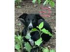 Adopt Thena a Pointer / Mixed dog in Tahlequah, OK (40980730)