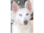 Adopt Pako a Red/Golden/Orange/Chestnut - with White Cattle Dog / Siberian Husky