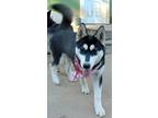 Adopt Hemp a Black - with White Siberian Husky / Mixed dog in San Juan Bautista