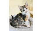 Adopt Hazel a Calico or Dilute Calico Domestic Shorthair (medium coat) cat in