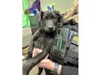 Adopt Bayburn a Black Labrador Retriever / Mixed dog in Florence, AL (41040546)