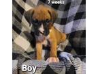 Boxer Puppy for sale in Patriot, OH, USA