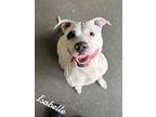 Adopt Isabelle a White American Pit Bull Terrier / Mixed Breed (Medium) / Mixed