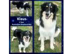 Adopt Klaus a Black Australian Shepherd / Great Pyrenees / Mixed (short coat)