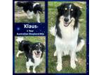 Adopt Klaus a Black Australian Shepherd / Great Pyrenees / Mixed dog in