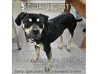 Adopt Drake a Black - with Tan, Yellow or Fawn Pit Bull Terrier / Mixed dog in