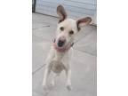Adopt Pete a Tan/Yellow/Fawn Labrador Retriever / Mixed dog in Knoxville