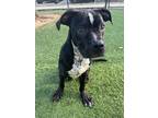 Adopt Nut a Black American Pit Bull Terrier / Mixed dog in Atlanta