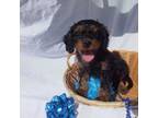 Cavapoo Puppy for sale in Indiana, PA, USA