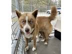 Adopt Luke a Brown/Chocolate Husky / Mixed dog in Raeford, NC (41154689)