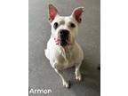 Adopt Armon a White American Pit Bull Terrier / Mixed Breed (Medium) / Mixed