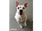 Adopt Armon a White American Pit Bull Terrier / Mixed dog in Valparaiso