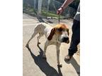 Adopt Maynard a White Coonhound / Mixed dog in Leitchfield, KY (41154648)