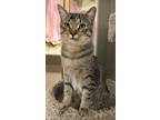 Adopt Henry a Spotted Tabby/Leopard Spotted Tabby (short coat) cat in Prescott