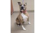 Adopt Mya a Brindle - with White American Pit Bull Terrier / Mixed dog in