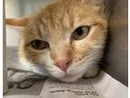 Adopt April a Orange or Red Domestic Shorthair / Domestic Shorthair / Mixed